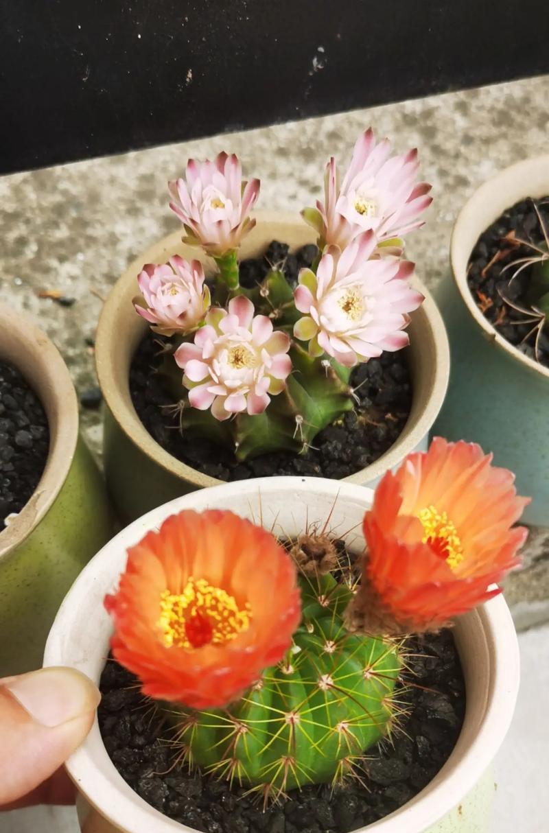 仙人球多年不开花可能的原因是什么？如何解决？