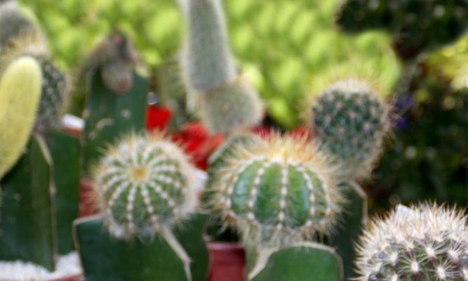 仙人球多年不开花可能的原因是什么？如何解决？