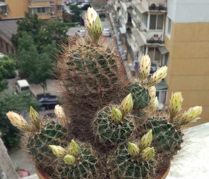 仙人球多年不开花可能的原因是什么？如何解决？