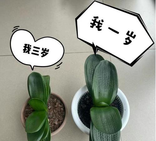 君子兰开花需要哪些条件？