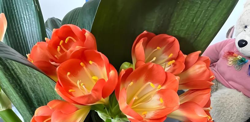 君子兰开花需要哪些条件？