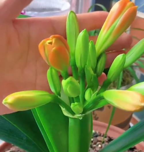 多箭君子兰如何养护才能开花？开花后如何进行管理？