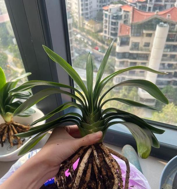 多箭君子兰如何养护才能开花？开花后如何进行管理？
