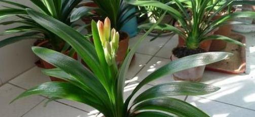 多箭君子兰如何养护才能开花？开花后如何进行管理？