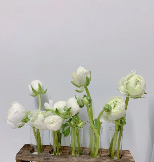 牡丹花水培花瓶养护方法是什么？