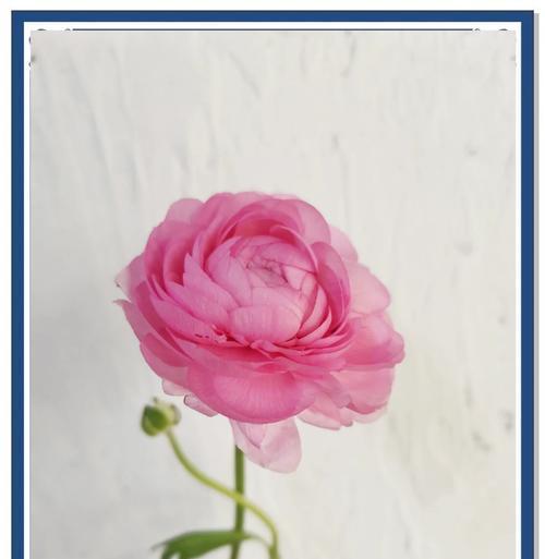牡丹花水培花瓶养护方法是什么？