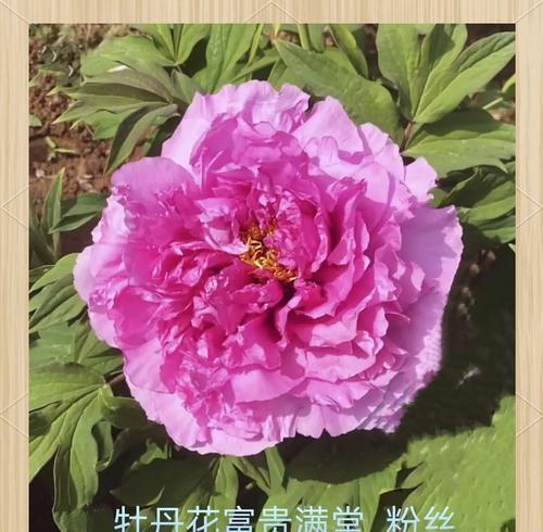 牡丹花名贵品种有哪些？如何鉴别和养护？