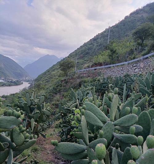 小仙人掌快递回来后的种植方法是什么？