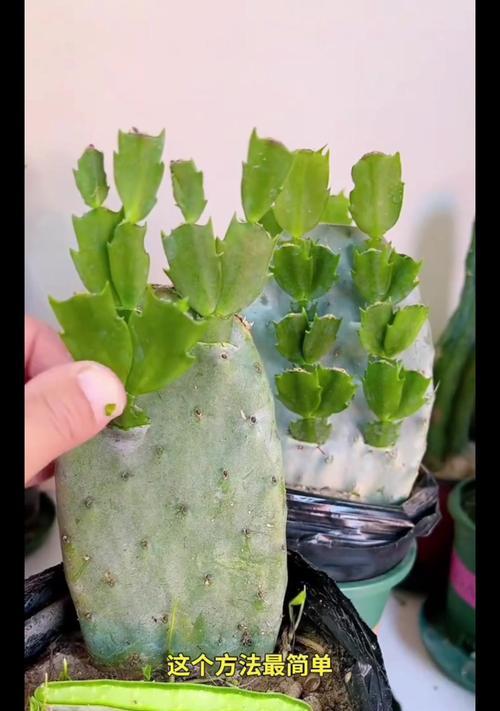 仙人掌生出新叶子还能活吗？应该怎么养？