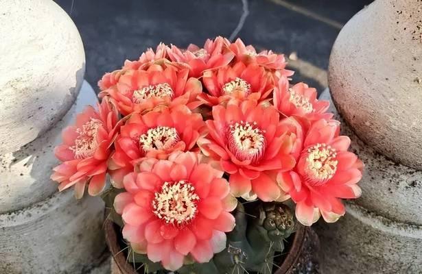 仙人球缺水才开花如何处理？怎样避免缺水？