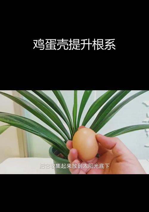 君子兰全用花生壳能养好吗？如何正确使用花生壳？