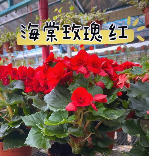 玫瑰花养护管理要点有哪些？