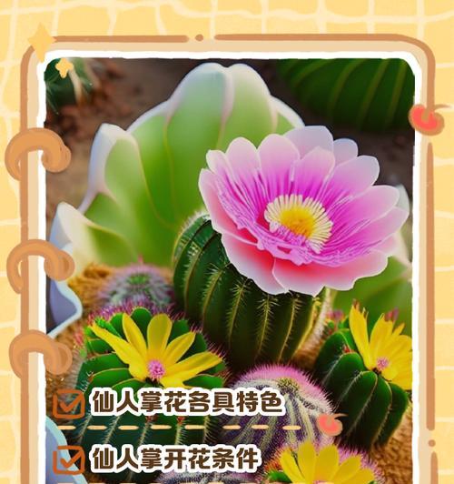 仙人掌圆球花开花养护技巧是什么？