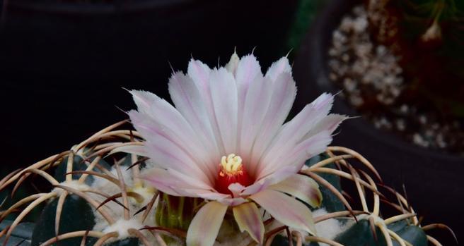 仙人掌圆球花开花养护技巧是什么？