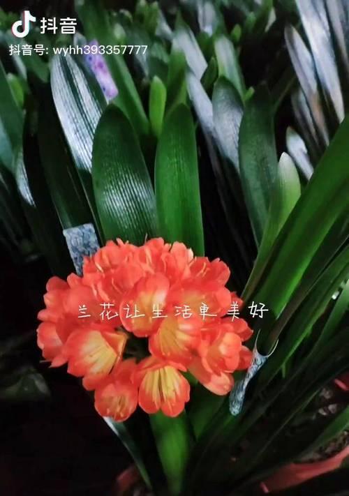 君子兰双棒开花条件及养护方法？