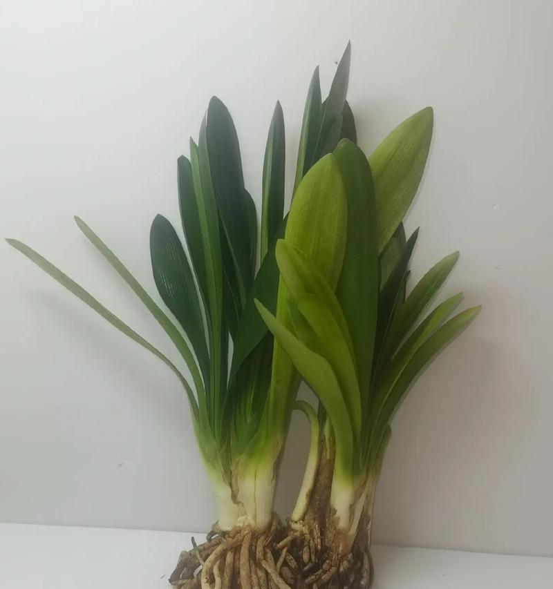 君子兰双棒开花条件及养护方法？