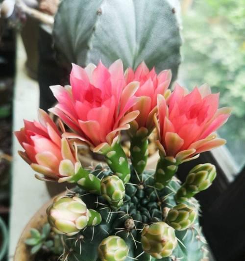 墨蝶鱼鳞仙人球不开花怎么办？如何促进其开花？