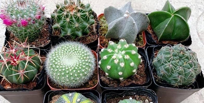 墨蝶鱼鳞仙人球不开花怎么办？如何促进其开花？