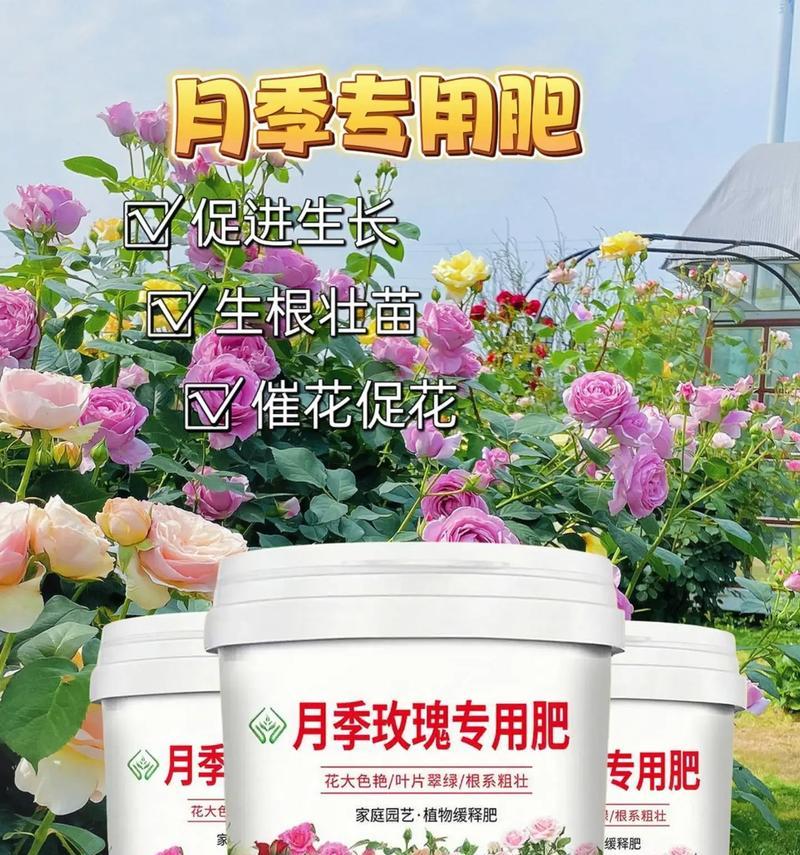 种植玫瑰花需要多少土壤？土壤的选择有何讲究？