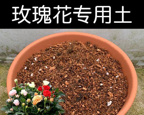 种植玫瑰花需要多少土壤？土壤的选择有何讲究？