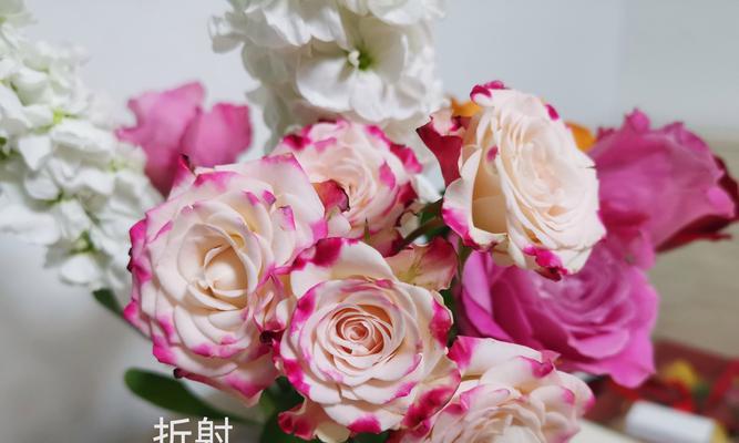 玫瑰花品种测评结果有哪些？