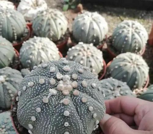 仙人球会跳舞吗？不开花的原因是什么？