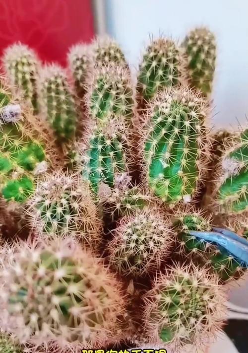 仙人球会跳舞吗？不开花的原因是什么？