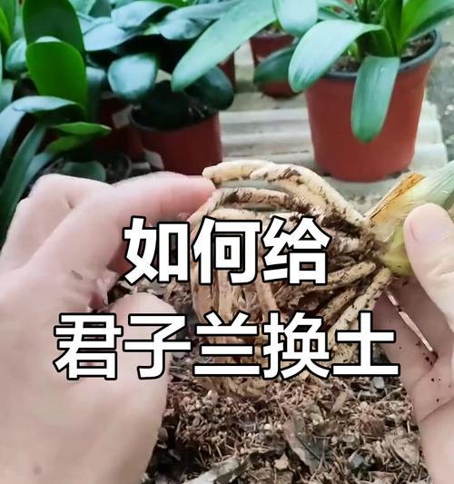 君子兰的秋天管理方法是什么？如何做好秋季养护？