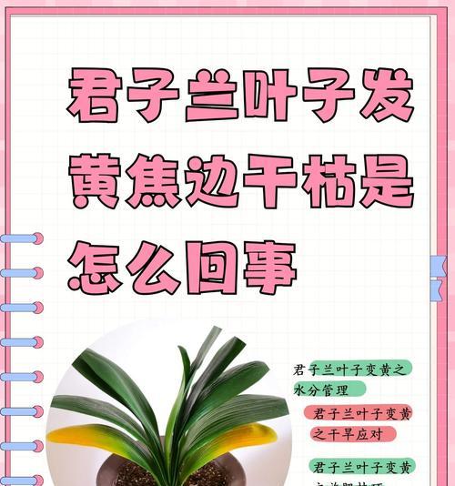 君子兰的秋天管理方法是什么？如何做好秋季养护？