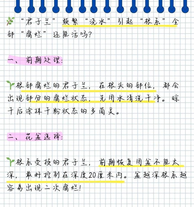 君子兰烂根后应如何进行管理？