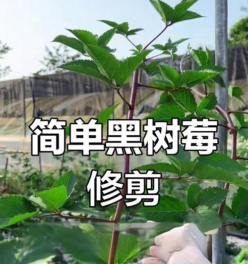 君子兰油茎夏花修剪技巧有哪些？