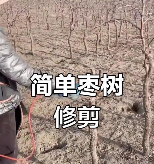 君子兰油茎夏花修剪技巧有哪些？