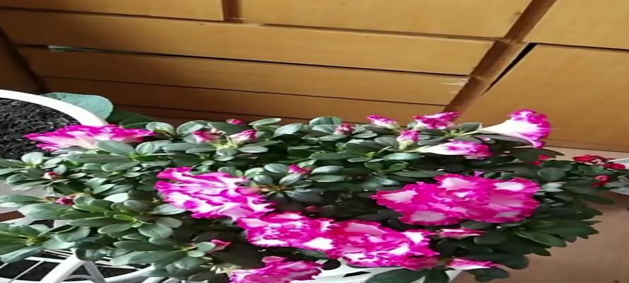 君子兰油茎夏花修剪技巧有哪些？