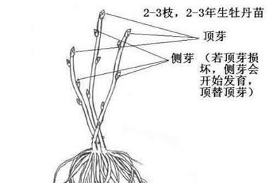 牡丹花的繁殖方法有哪些？哪种方法最适合初学者？