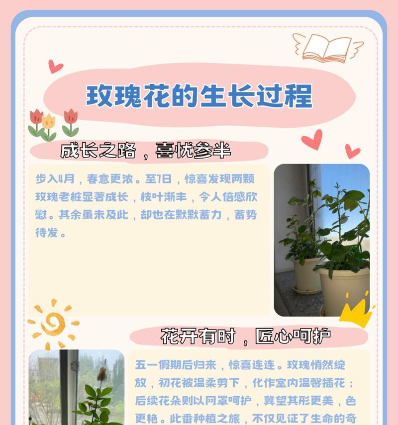 如何选择适合种植的玫瑰花品种？