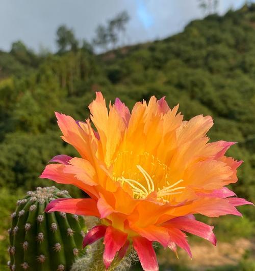仙人球毛花柱种植开花的秘诀是什么？