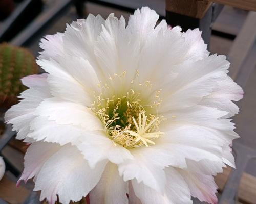仙人球毛花柱种植开花的秘诀是什么?