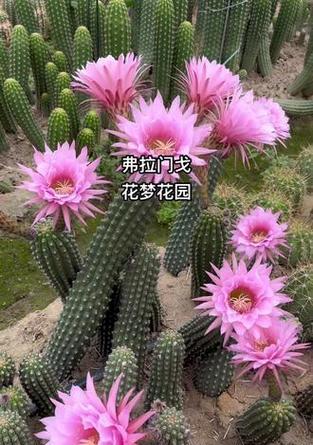 仙人球毛花柱种植开花的秘诀是什么？