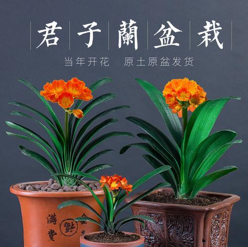 君子兰大苗带花的养护和管理方法是什么？