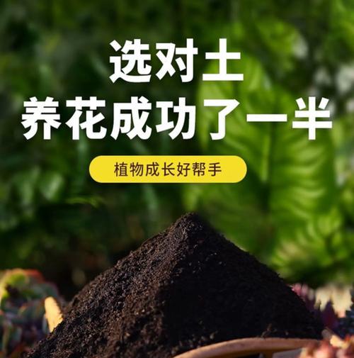 君子兰水养与土养的区别及养护技巧？