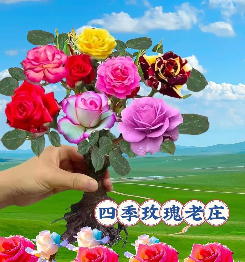 新土地种植玫瑰花的步骤是什么？