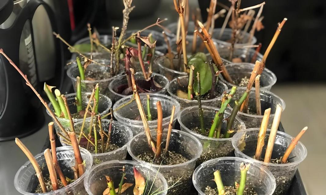 新土地种植玫瑰花的步骤是什么？