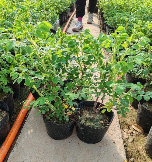 新土地种植玫瑰花的步骤是什么？
