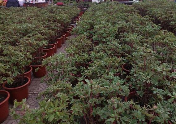 盆栽牡丹花怎么养护过年开花？需要哪些特别的照顾？