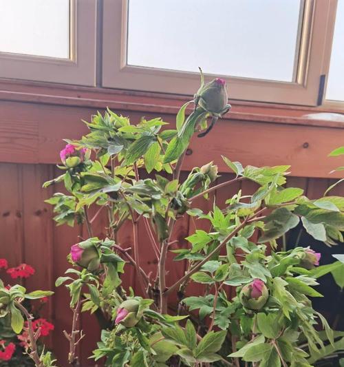盆栽牡丹花怎么养护过年开花？需要哪些特别的照顾？