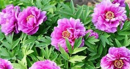 盆栽牡丹花怎么养护过年开花？需要哪些特别的照顾？