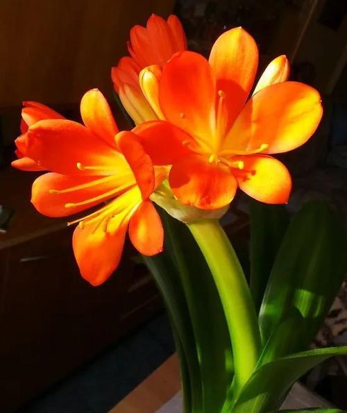 君子兰白色花苞出现的原因是什么？