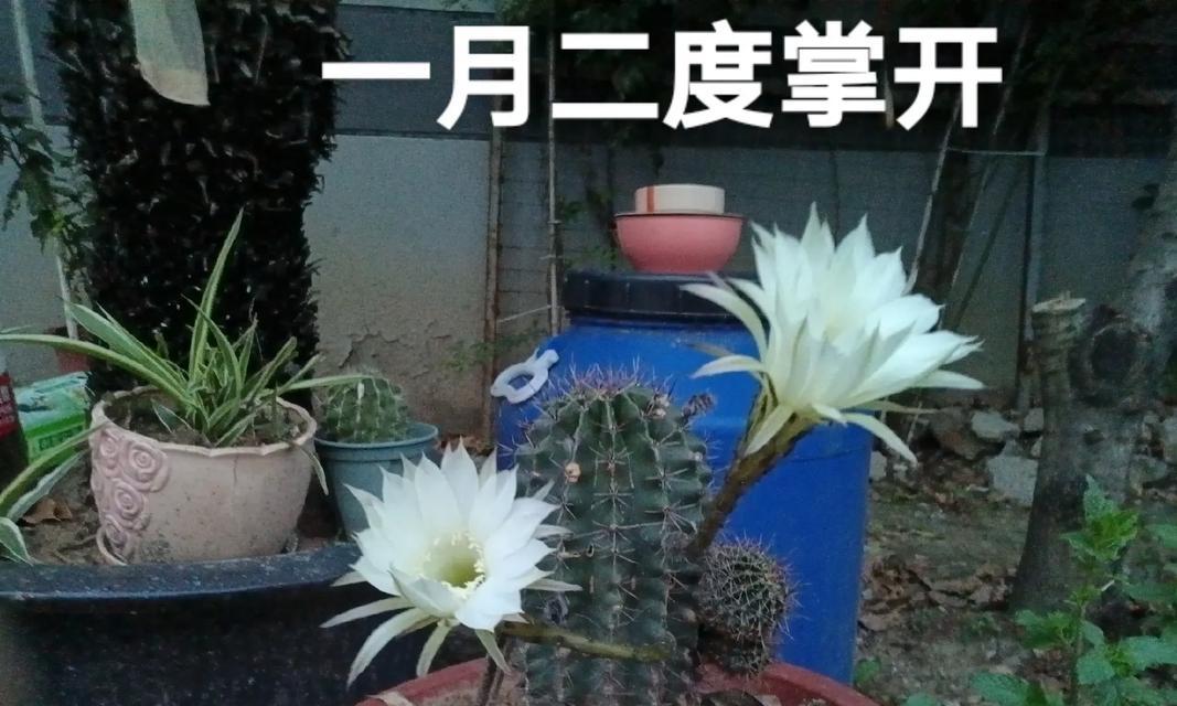 仙人掌开花周期是多久？