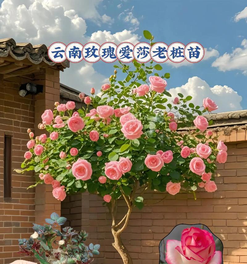 艾莎玫瑰花种植方法是什么？种植后如何管理？