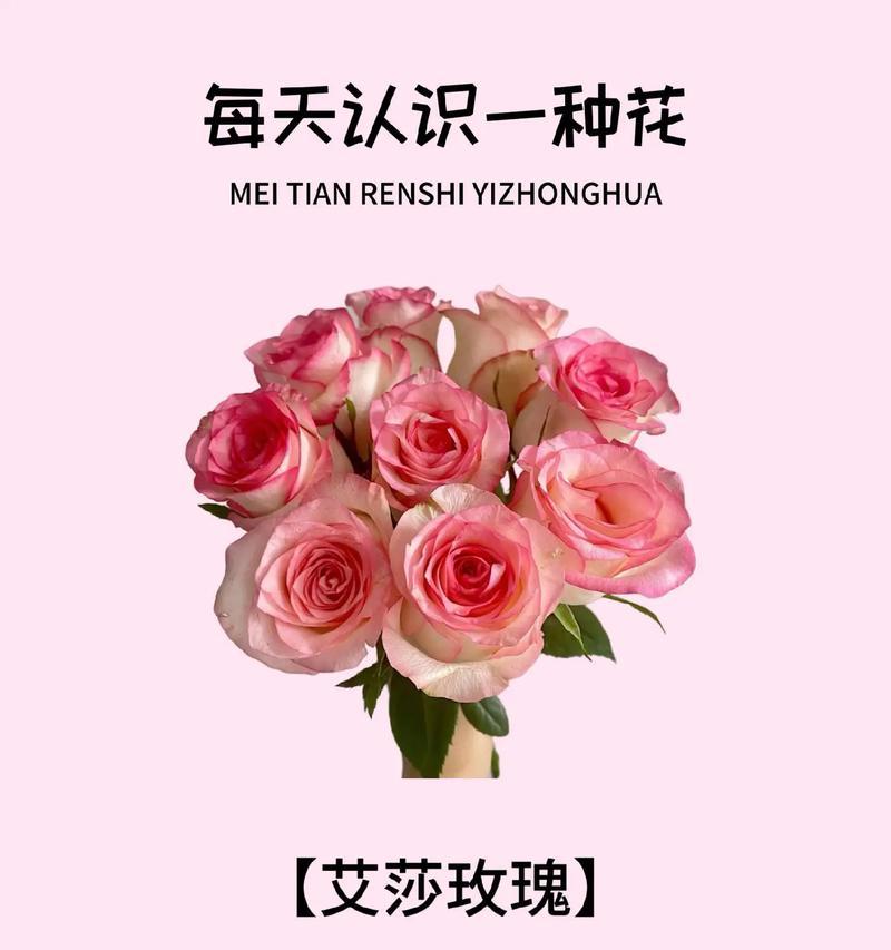 艾莎玫瑰花种植方法是什么？种植后如何管理？